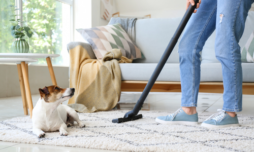 Resident cleaning carpet with dog at Putnam Properties Cookeville apartment