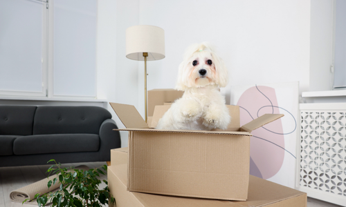 Resident unpacking boxes with dog in Cookeville apartment